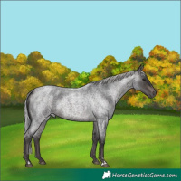 Horse Color:Platinum Silver Brown Roan