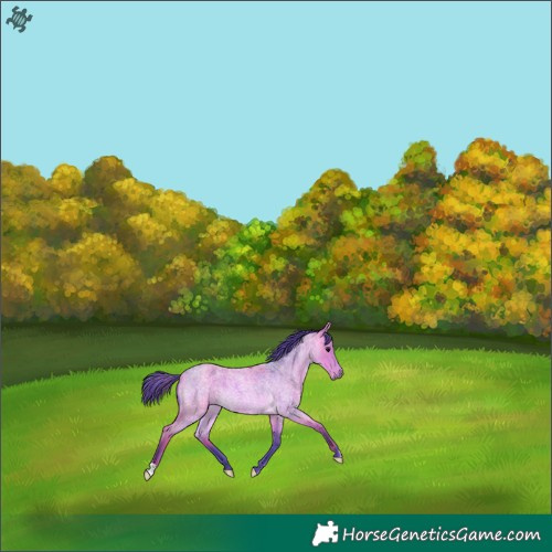 Horse Color:Watercolor Buckskin Roan 