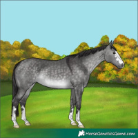 Horse Color:Platinum Buckskin Dun 