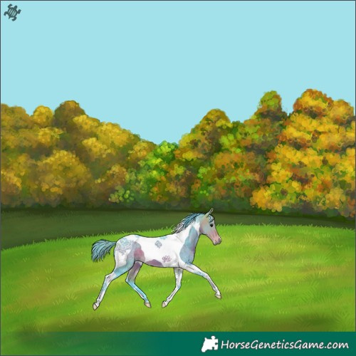 Horse Color:Watercolor Buckskin Tobiano 