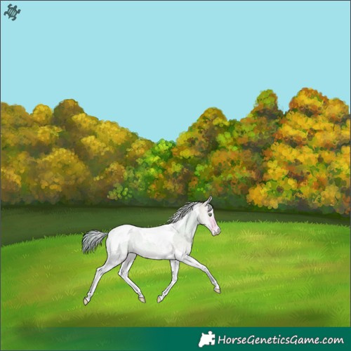 Horse Color:Watercolor Perlino Roan Onyx Tobiano 