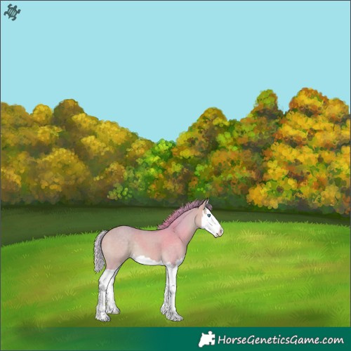 Horse Color:Watercolor Perlino Splash 