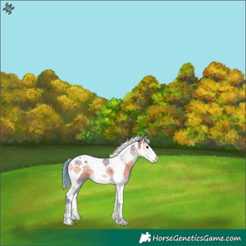 Horse Color:Watercolor Buckskin Onyx Splash Tobiano 