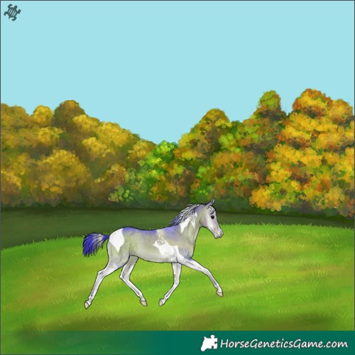 Horse Color:Watercolor Buckskin Onyx Tobiano 