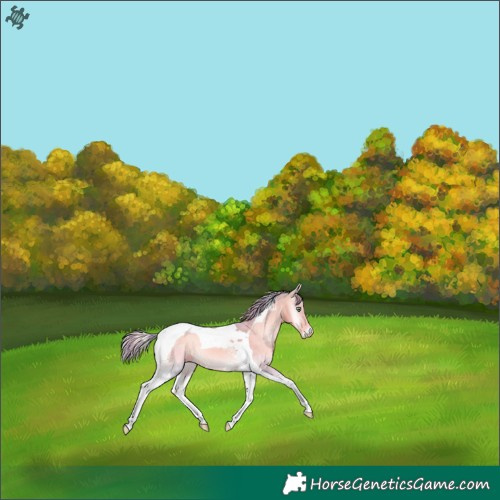 Horse Color:Watercolor Perlino Onyx Tobiano 