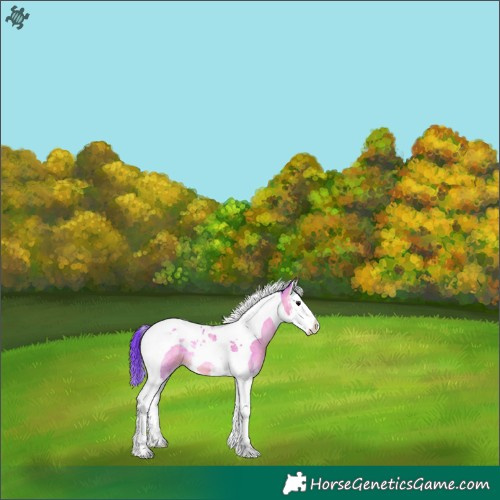 Horse Color:Watercolor Buckskin Roan Onyx Splash Tobiano 