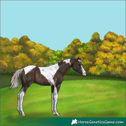 Horse Color:Silver Brown Sabino Tobiano Rabicano 