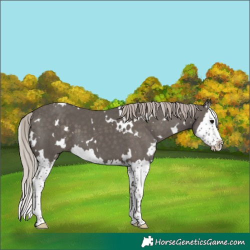 Horse Color:White Spotted Silver Black Splash 