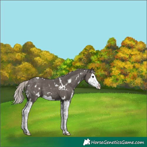 Horse Color:White Spotted Silver Black Splash 