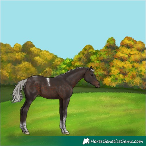 Horse Color:Silver Brown Tobiano 