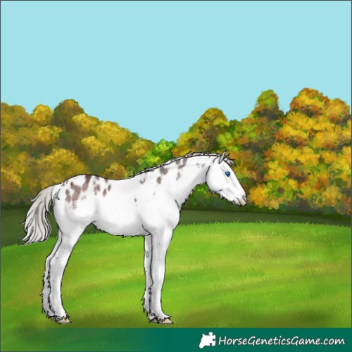Horse Color:White Spotted Silver Brown Sabino Splash Appaloosa 