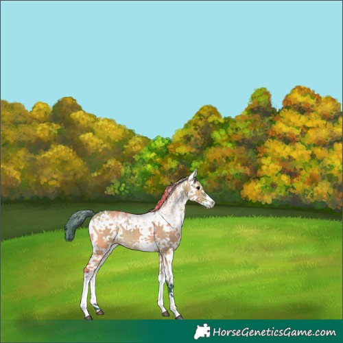 Horse Color:Watercolor White Spotted Buckskin Dun Sabino Rabicano 