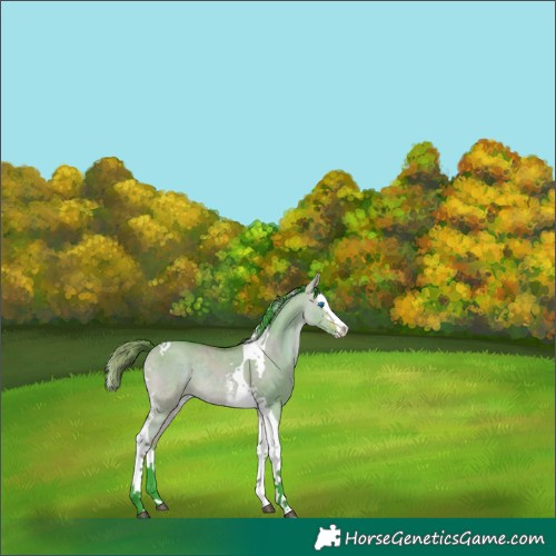 Horse Color:Watercolor Buckskin Dun Sabino Splash Tobiano Rabicano 