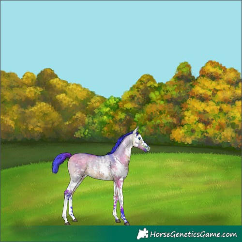 Horse Color:Watercolor White Spotted Buckskin Dun Splash Rabicano 