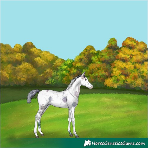 Horse Color:Watercolor White Spotted Buckskin Dun Sabino Splash Rabicano