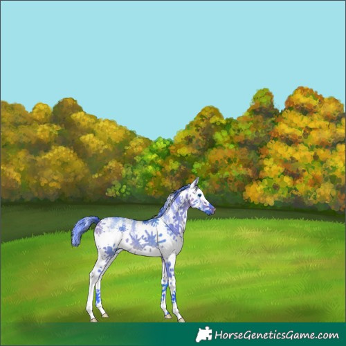 Horse Color:Watercolor White Spotted Buckskin Dun Splash Rabicano 