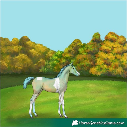 Horse Color:Watercolor Buckskin Dun Tobiano Rabicano 