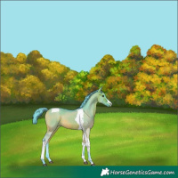 Horse Color:Watercolor Buckskin Dun Tobiano Rabicano