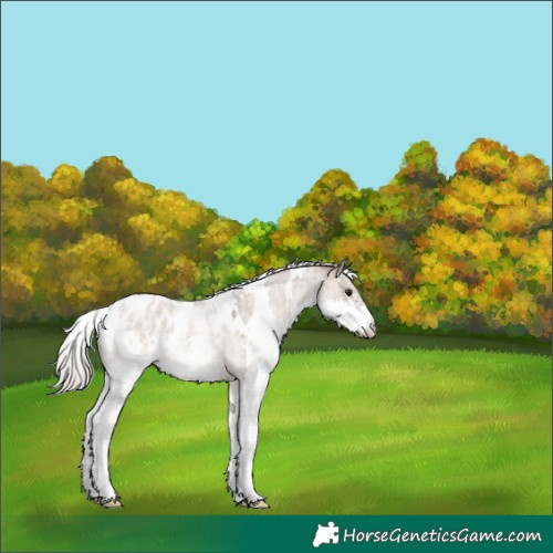 Horse Color:White Spotted Silver Brown Roan Dun Splash Appaloosa 