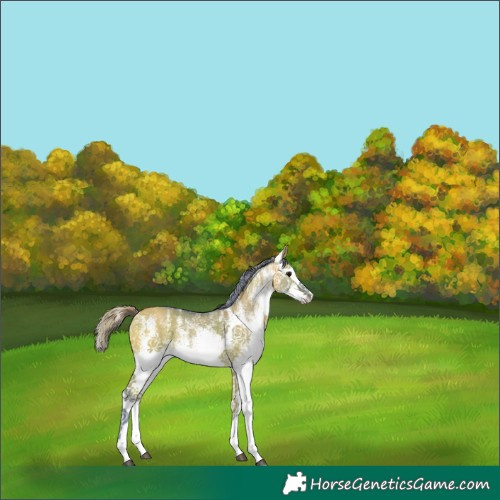 Horse Color:Watercolor White Spotted Buckskin Dun Splash Rabicano 