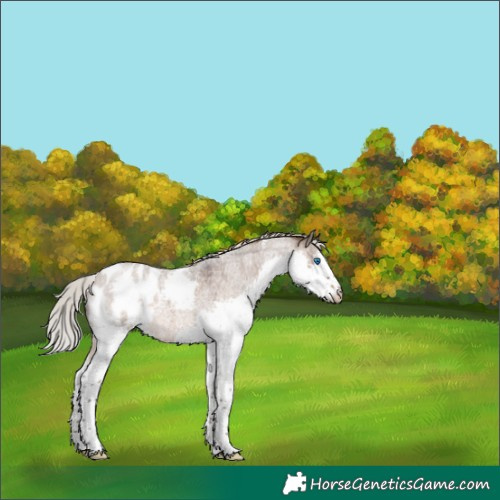 Horse Color:Silver Brown Roan Dun Sabino Splash Appaloosa 