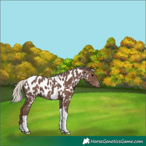 Horse Color:Silver Black Tobiano Appaloosa 