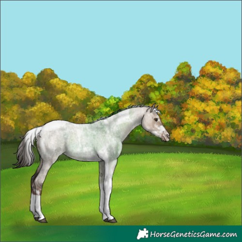 Horse Color:Liver Red Dun Roan Tobiano 