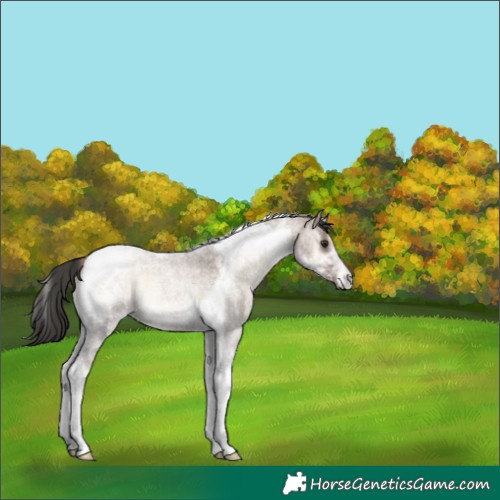 Horse Color:Liver Red Dun Roan Onyx Tobiano 