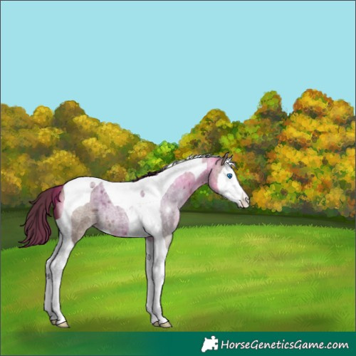 Horse Color:Liver Red Dun Roan Splash Tobiano 