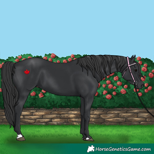 Horse Color:Black 