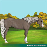 Horse Color:Silver Black 
