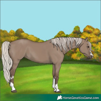 Horse Color:Silver Grullo 