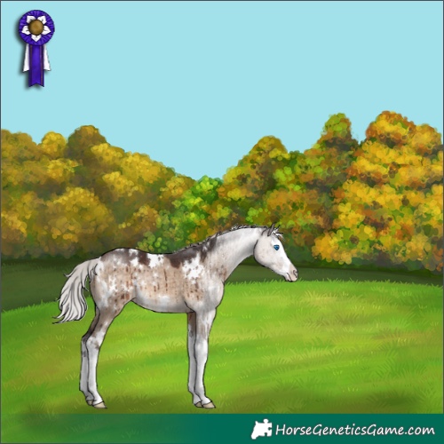 Horse Color:White Spotted Silver Brown Dun Splash Rabicano Brindle 
