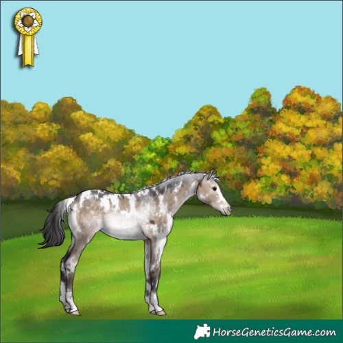 Horse Color:White Spotted Brown Dun Rabicano 