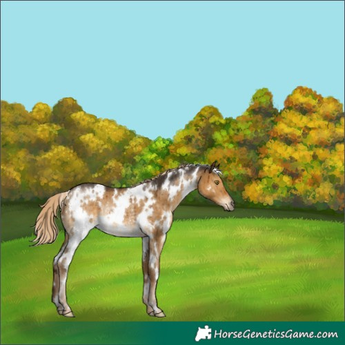 Horse Color:White Spotted Chocolate Palomino Dun Rabicano Brindle 