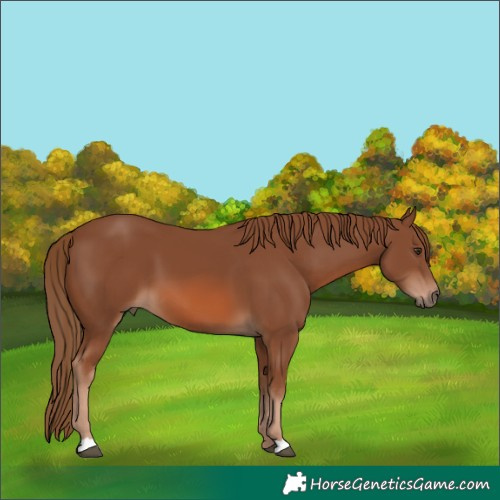 Horse Color:Chestnut 
