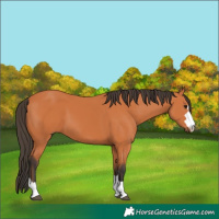 Horse Color:Bay 