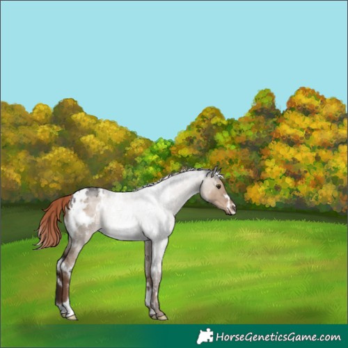 Horse Color:White Spotted Liver Red Dun Rabicano 