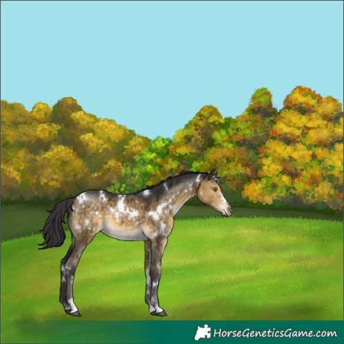 Horse Color:White Spotted Buckskin Dun Brindle 