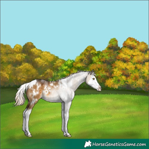 Horse Color:White Spotted Chocolate Palomino Dun Splash Brindle 