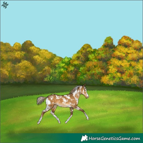 Horse Color:White Spotted Chocolate Palomino Dun 