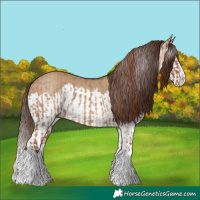 Horse Color:Red Dun Splash  and Gray Red Dun Splash 