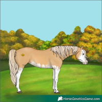 Horse Color:Palomino Dun Splash and Palomino Dun Splash