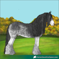 Horse Color:White Spotted Black