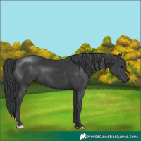Horse Color:Black 