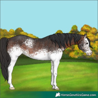 Horse Color:White Spotted Brown Rabicano 