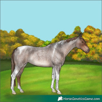 Horse Color:Liver Red Roan Tobiano Rabicano