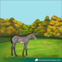 Horse Color:Grullo Frame Rabicano