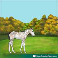 Horse Color:White Spotted Brown Dun Splash Rabicano 