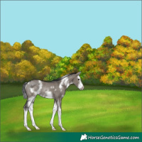Horse Color:White Spotted Grullo Splash Frame Rabicano
